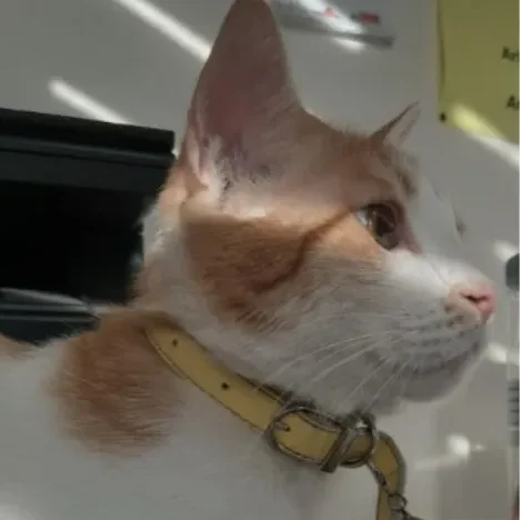 کلینیک دامپزشکی آریل